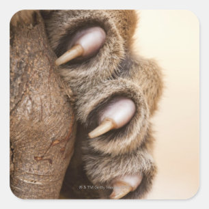 Adesivo Quadrado Pata de Tigre