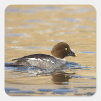Pato-de-Goldeneye