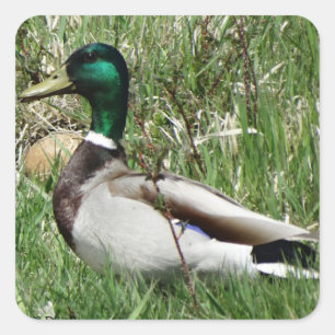 Adesivo Quadrado Pato-real-macho B55 na grama