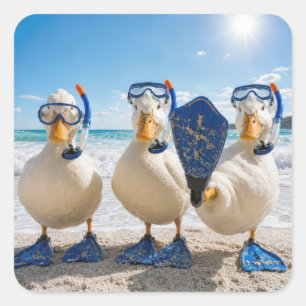 Adesivo Quadrado Patos Brancos Engraçados com Equipamento de Snorke