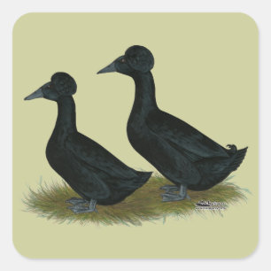 Adesivo Quadrado Patos: Com crista preto