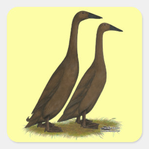 Adesivo Quadrado Patos Corredores de Chocolate