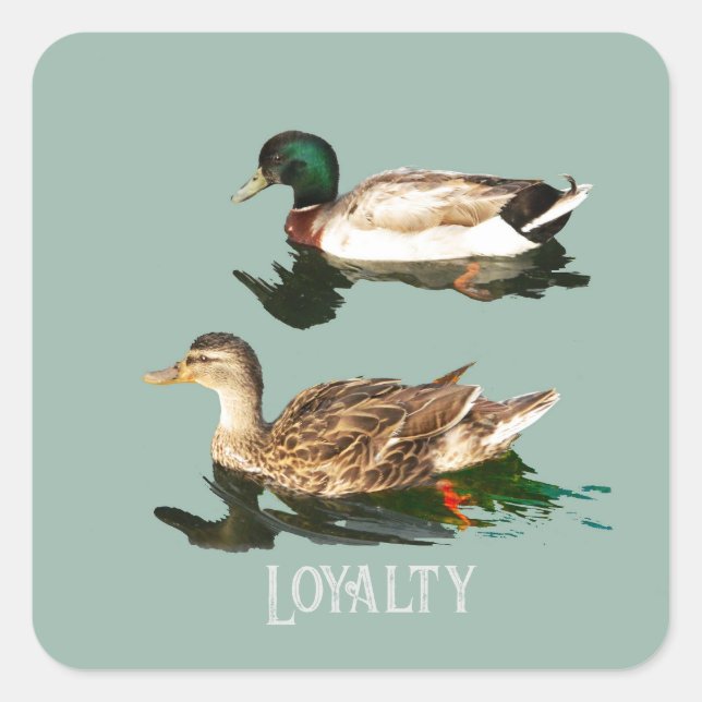 Adesivo Quadrado Patos-de-pata (Frente)