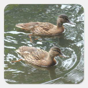 Adesivo Quadrado Patos Jovem Mallard