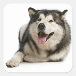 Adesivo Quadrado Pau de Cachorro Malamute do Amor / Selo