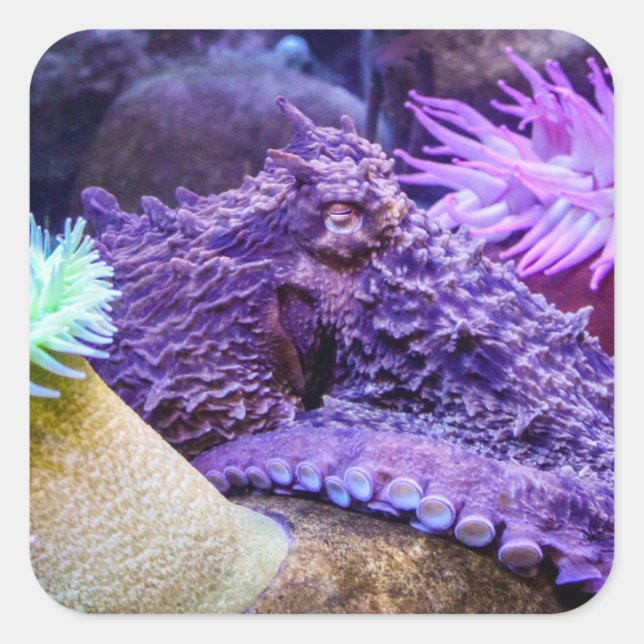 Adesivo Quadrado Pau-quadrado de polvo roxo do oceano azul (Frente)