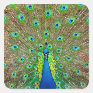 Adesivo Quadrado Pavão Azul nº 3