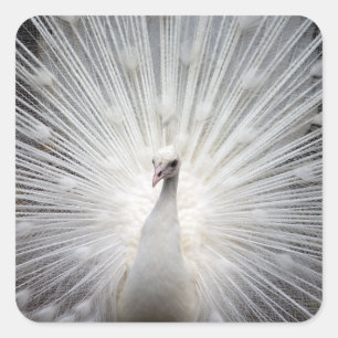 Adesivo Quadrado Pavão Branco com Penas Banidas