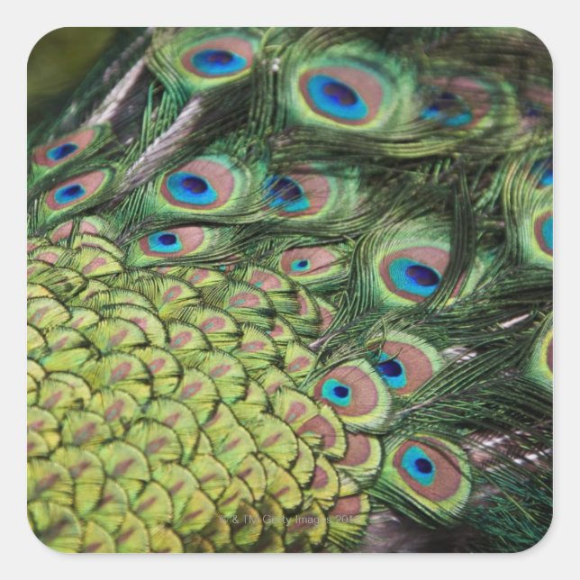 Adesivo Quadrado Pavão masculino (Pavo cristatus) exibindo cauda (Frente)