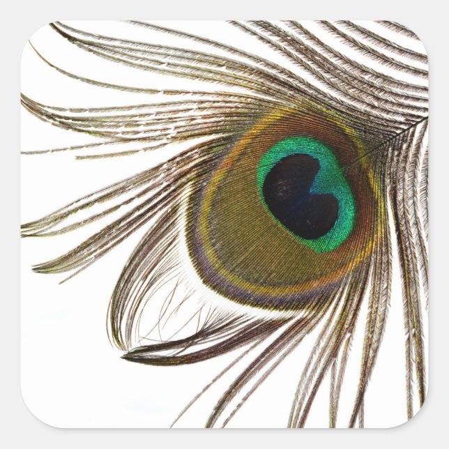 Adesivo Quadrado  Peacock Feather     (Frente)