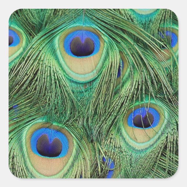 Adesivo Quadrado Peacock Sticker (Frente)