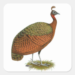 Adesivo Quadrado Peafowl: Pahen do Congo