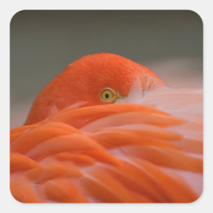 Adesivo Quadrado Peeking Flamingo