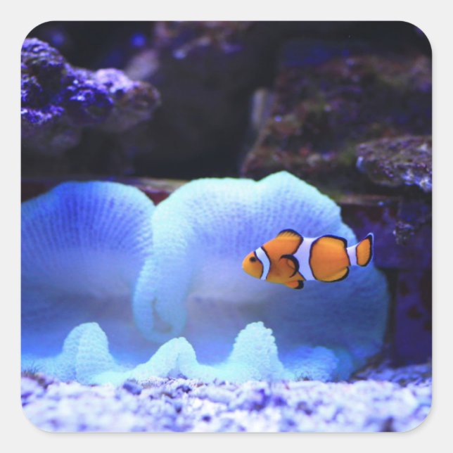 Adesivo Quadrado Peixe (Frente)