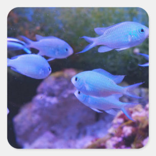 Adesivo Quadrado Peixe Azul Tropical