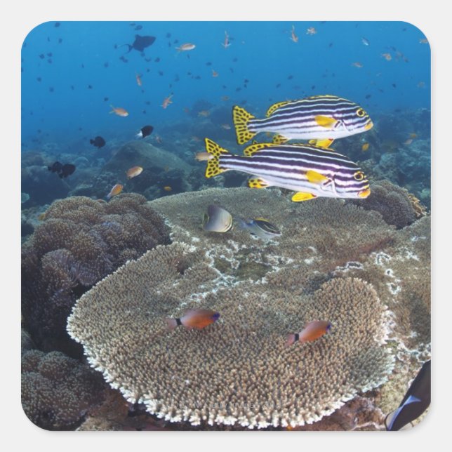 Adesivo Quadrado Peixe-doce (Frente)