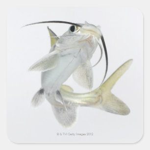Adesivo Quadrado Peixe-gato de mar de Tete (seemanni de