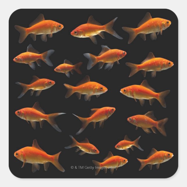 Adesivo Quadrado Peixe-Goldfish 2 (Frente)