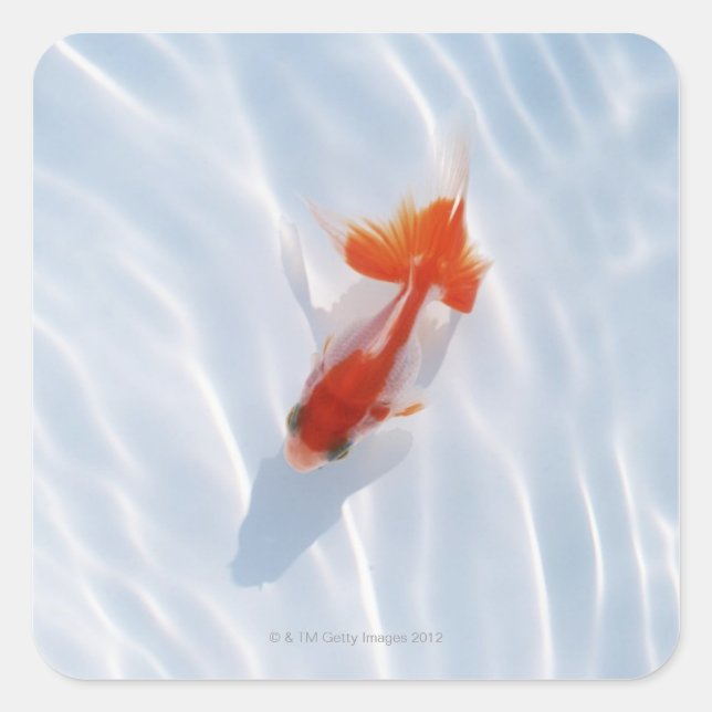 Adesivo Quadrado Peixe-Goldfish 5 (Frente)