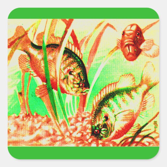 Adesivo Quadrado peixe-sol água fresca (Frente)