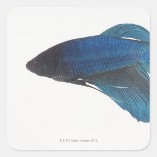 Adesivo Quadrado Peixes de Betta ou peixes de combate Siamese azuis