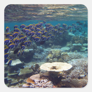 Adesivo Quadrado Peixes do cirurgião do azul de pó