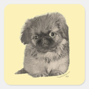 Adesivo Quadrado Pekingese Puppy Amarelo