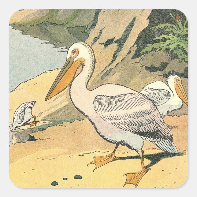 Adesivo Quadrado Pelicanos na Praia Ilustrados (Frente)