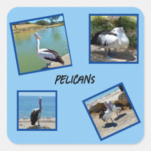 Adesivo Quadrado Pelicanos, Os Quatro Quadros Fotográficos Mais Fre