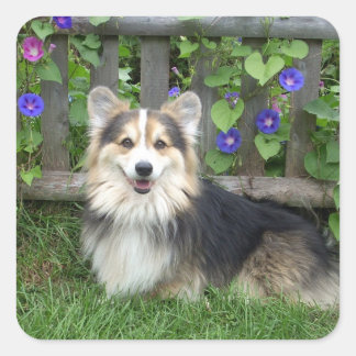 Adesivo Quadrado Pembroke Welsh Corgi Stickers