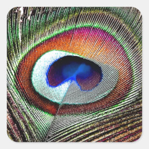 Adesivo Quadrado Pena Colorida de Pavão de Cobre