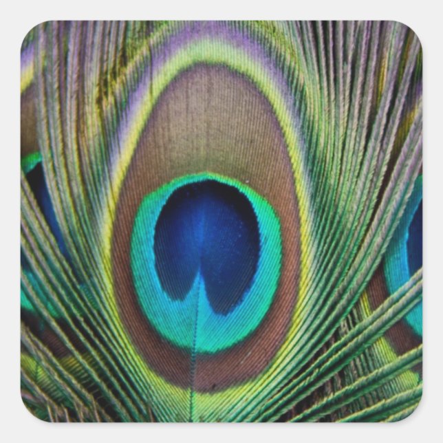 Adesivo Quadrado Pena de Peacock (Frente)