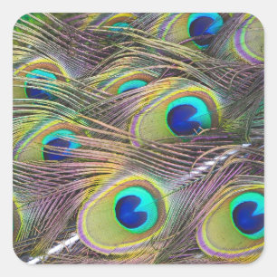 Adesivo Quadrado Penas de Peacock
