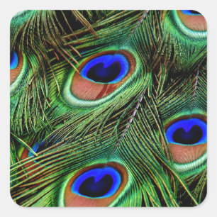 Adesivo Quadrado Penas de Peacock