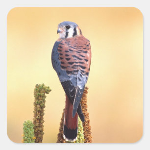 Adesivo Quadrado Peneireiro-americano, Falco sparverius, Nativo dos