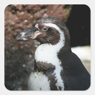 Adesivo Quadrado Penguin Sticker