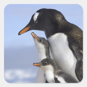 Adesivo Quadrado Península antárctica, porto de Neko, Gentoo