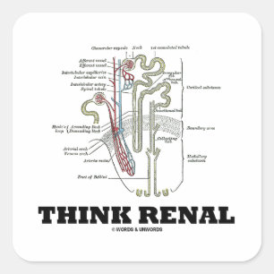 Adesivo Quadrado Pense renal (a ilustração da anatomia de Nephron