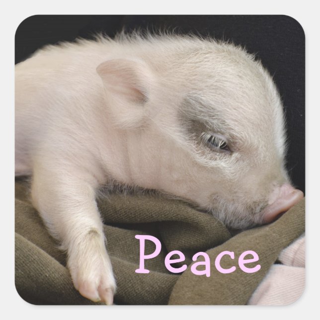 Adesivo Quadrado Pente de Paz com Design de Piggy (Frente)