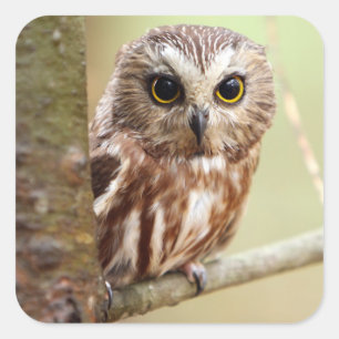 Adesivo Quadrado Pequena Coruja   Ontarios