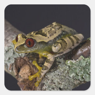Adesivo Quadrado Perereca-de-olho-vermelho-africana, Leptopelis