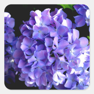 Adesivo Quadrado Periwinkle Hydrangeas