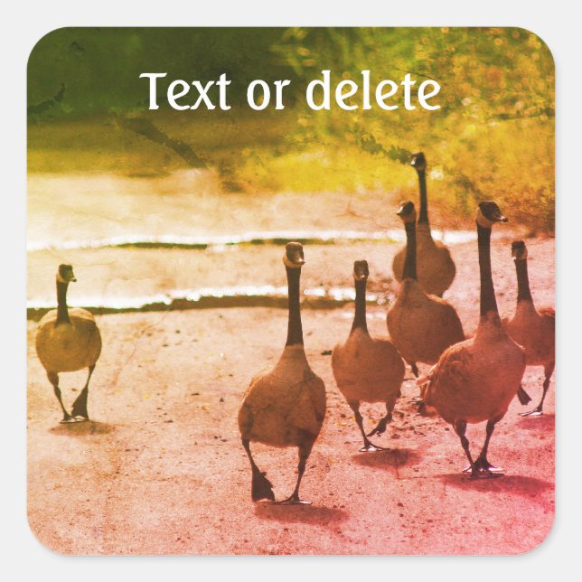 Adesivo Quadrado Personalização da Família Ganso do Canadá (Frente)