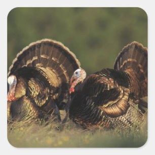 Adesivo Quadrado Peru Selvagem, Meleagris gallopavo,machos