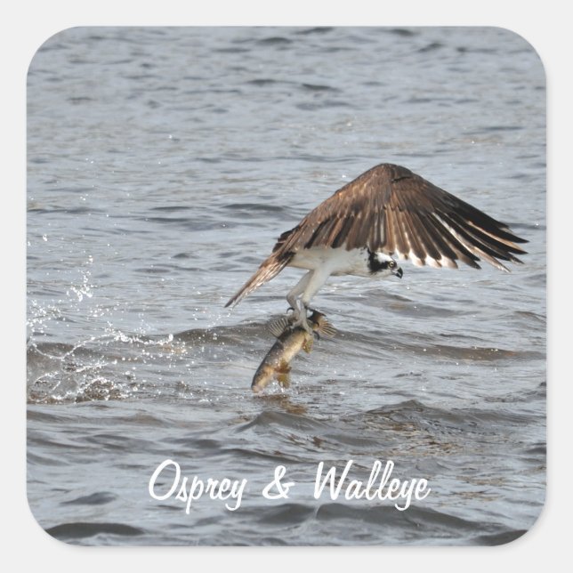 Adesivo Quadrado Pesca do Osprey e captura 3 Wildlife Photo (Frente)
