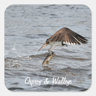 Adesivo Quadrado Pesca do Osprey e captura 3 Wildlife Photo