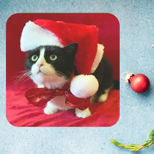 Adesivo Quadrado Pêssegos com os palitos de Natal de Tuxedo Cat