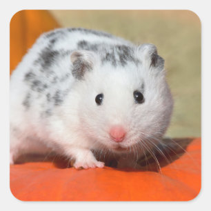Adesivo Quadrado Pet Negro Branco De Hamster Sírio Bonito Sentado 