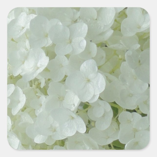 Adesivo Quadrado Petéquias de Hydrangea brancas (Frente)