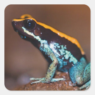Adesivo Quadrado Phyllobates vittatus, um sapo de veneno